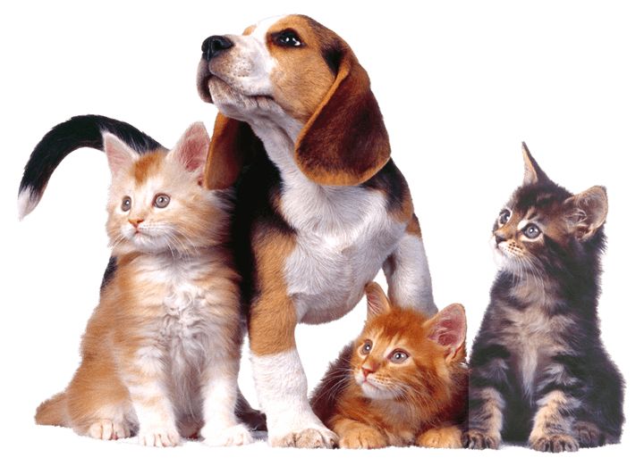 Mascolife Mascotas