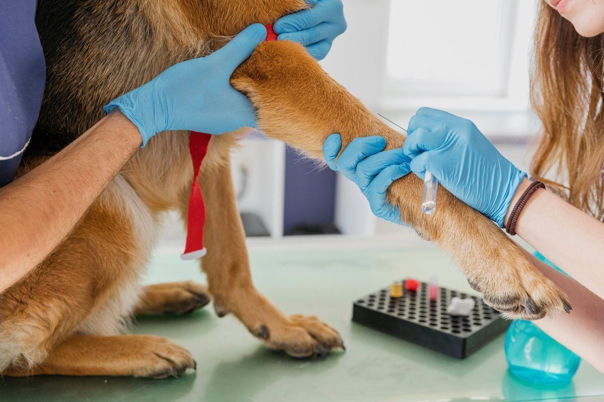 Veterinario Veracruz
