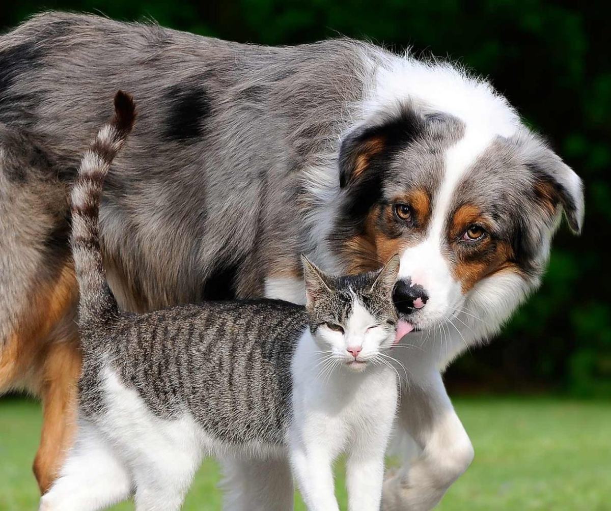 Clínica Veterinaria Perseo Móstoles