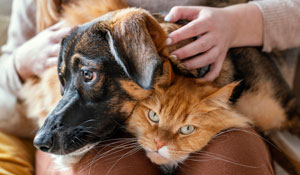 Centro Municipal de Acogida de Animales Abandonados