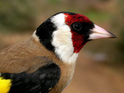 Pajarería El Jilguero