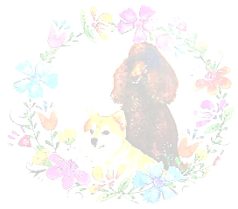 Peluqueria canina Intercan